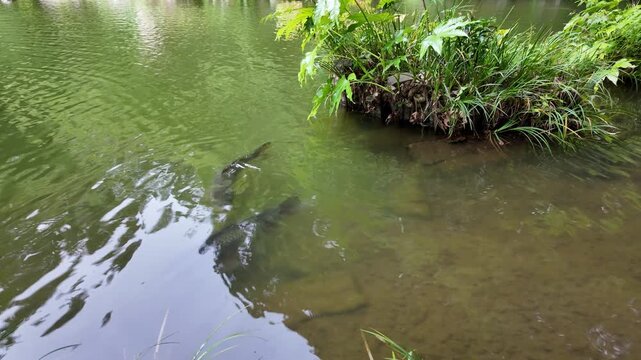 Tilting shot from a traditional stone lantern to large koi fish swimming in a tranquil green pond at a Japanese garden