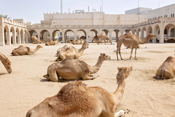 Fototapeta premium Happy european family, visiting Doha during the hot summer months