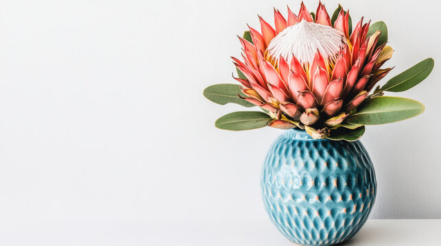 Pink king protea flower arranged in a glossy blue ceramic vase on a clean white background with generous copy space. Minimal floral composition for branding, greeting cards, wedding and interior decor