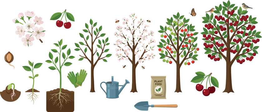 Cherry tree life cycle vector illustration set featuring seed germination stages growing saplings blooming pink blossoms mature fruit trees roots and harvest elements (23 words)