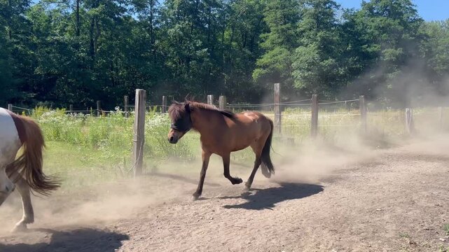 Herd of horses and ponies running on a dusty dirt path in summer