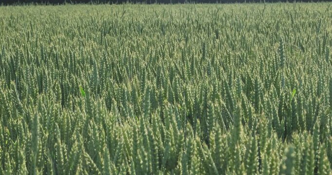 Premium green wheat field texture in grain filling stage under bright summer sun, organic crop pattern and agribusiness wide shot