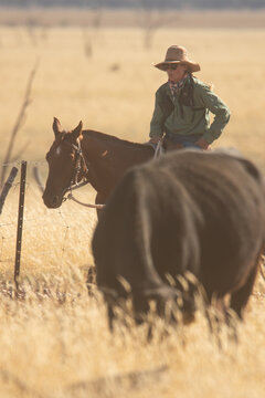 Stockwoman on horse mustering cattle