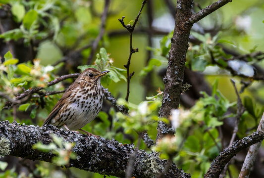 Song thrush perching on mossy branch in spring