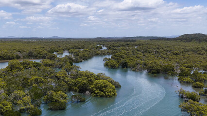 Obraz premium Aerial View of Winding Tidal River Through Lush Mangrove Forest