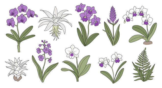Collection of various orchid flowers.