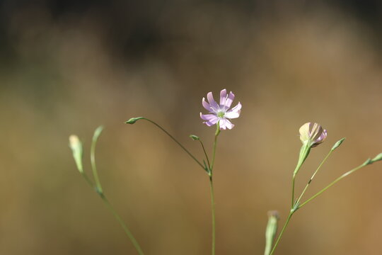Close-up of a delicate pink Silene portensis flower on a slender stem with waxy reflexed leaves
