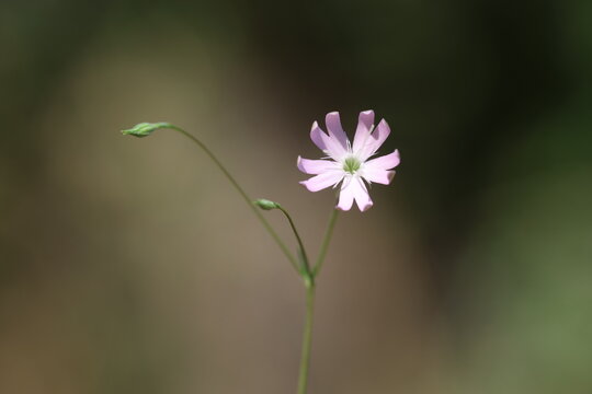 Close-up of a delicate pink Silene portensis flower on a slender stem with waxy reflexed leaves