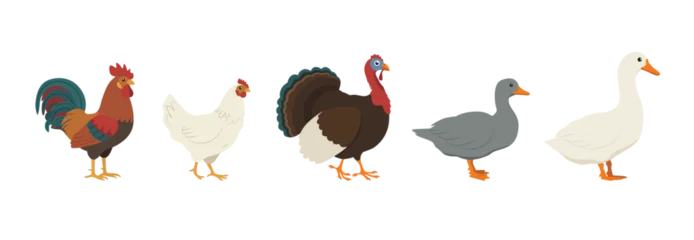 Collection of farm poultry: rooster, hen, turkey, duck, goose. Flat color Illustration on a transparent background © tiena