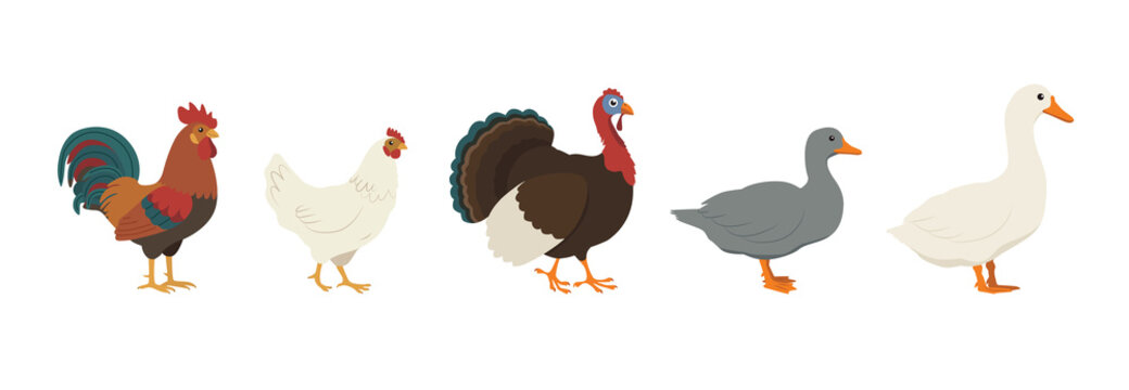 Collection of farm poultry: rooster, hen, turkey, duck, goose. Flat color Illustration on a transparent background