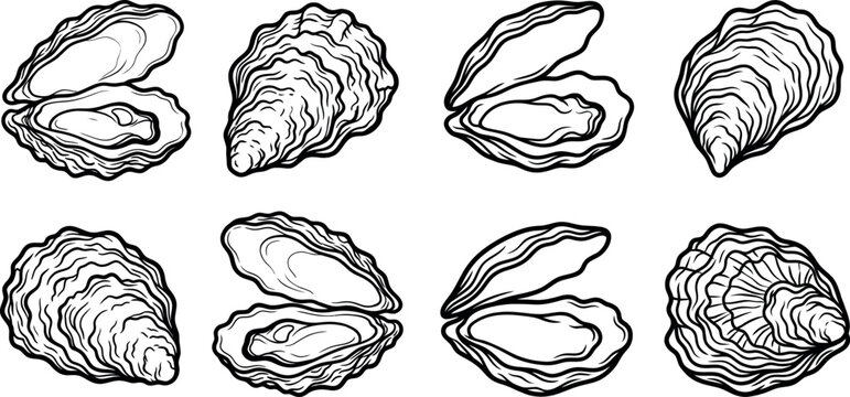 Collection of hand drawn oyster shells and open oysters with illustration collection delicacy