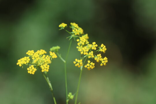 Yellow small flowers of sickle hare's ear (Bupleurum falcatum) blooming in an umbel cluster against a blurred green background in a detailed macro top view shot
