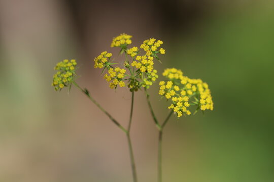 Yellow small flowers of sickle hare's ear (Bupleurum falcatum) blooming in an umbel cluster against a blurred background in a detailed macro top view shot