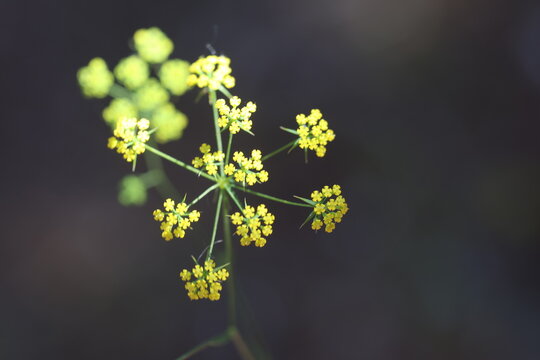 Yellow flowers of sickle hare's ear (Bupleurum falcatum) blooming on a slender stem against a dark blurred background in a close-up macro shot shown
