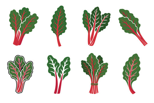 Swiss chard leaves and bunches vector illustration set featuring fresh green silverbeet with red stems and veins for healthy food design