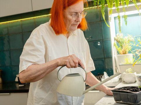 A woman of advanced age with red hair waters her seedlings with a watering can, engaged in her gardening hobby. The image shows her self-sufficiency and joy. Grandmother at home.
