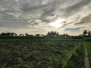 Fototapeta premium Vast Agricultural Field Under Dramatic Sky: A wide-angle view of a cultivated field stretches towards a horizon dotted with palm trees, under a sky filled with dynamic, cloud-streaked sunlight.