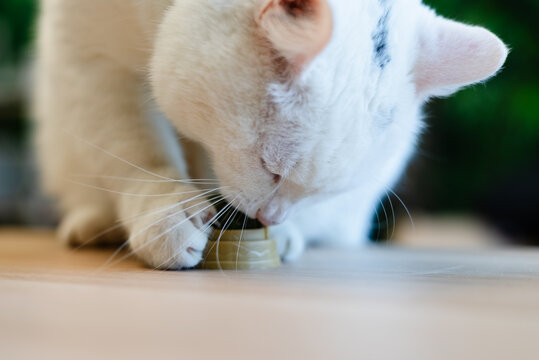 White cat sniffing gold object on table with curious intent indoors. Feline detective examining mysterious item with focus at home. Animal investigator checking unfamiliar thing on tabletop alertly