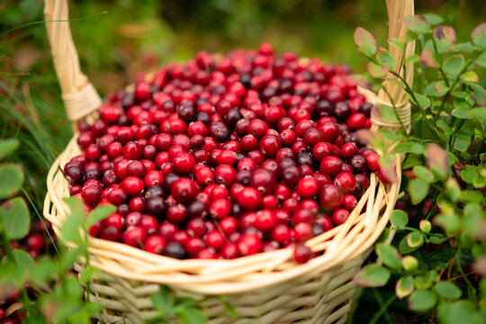 Cranberries in a natural basket surrounded by forest greenery showcasing the organic and fresh essence of berry harvesting in nature.