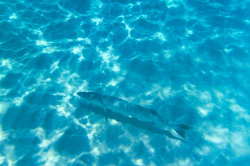 Obraz premium Great Barracuda Underwater in the Caribbean Sea Near Playa del Carmen, Mexico