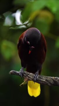 Montezuma oropendola bird perched on a branch displaying vibrant yellow tail feathers and a distinctive orange beak while moving its head in this high definition nature video footage capturing the uni
