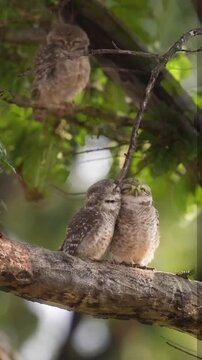 Spotted owlets interacting on a tree branch in this charming nature motion video clip featuring two fluffy birds cuddling and grooming each other while perched together in the soft golden light of a p