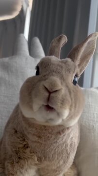 Adorable brown bunny chewing food with funny facial expressions captured in this charming high definition motion video clip featuring soft natural lighting and a close up perspective of the small fluf