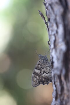 Macro View of Anatolian Reddish Grayling Butterfly Camouflaged on Tree Trunk