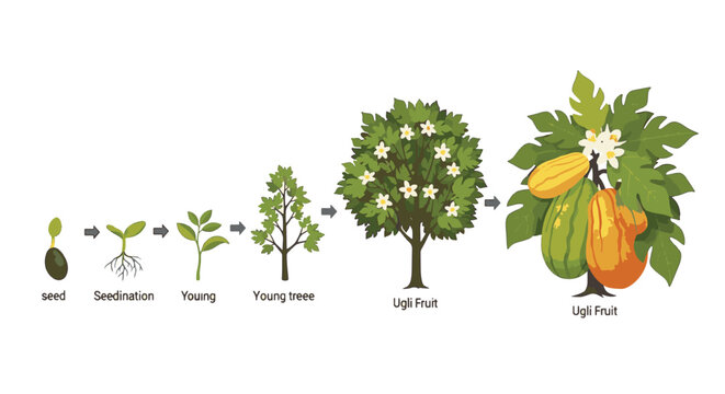 Vector illustration showing the botanical life cycle of an Ugli fruit tree from seed, germination, and seedling to young sapling, flowering mature tree, and final harvest stage.