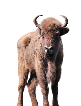 European bison (Bison bonasus). Wild auroch.  Wisent (Bos bonasus)  looks at the camera.  A young male zubr. Isolated on white background
