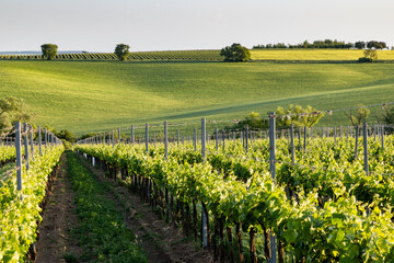 Obraz premium vineyard in early summer in Czech Moravia