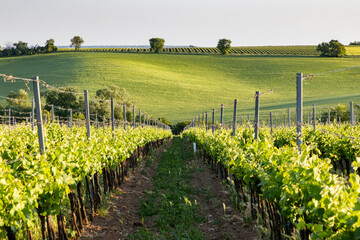 Fototapeta premium vineyard in early summer in Czech Moravia