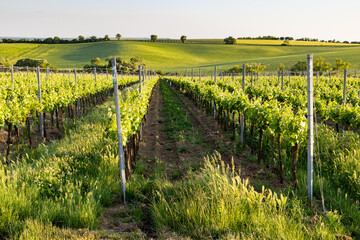 Fototapeta premium vineyard in early summer in Czech Moravia