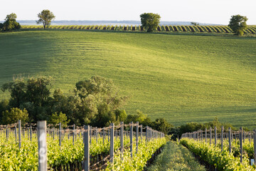 Fototapeta premium vineyard in early summer in Czech Moravia
