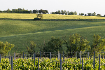 Obraz premium vineyard in early summer in Czech Moravia