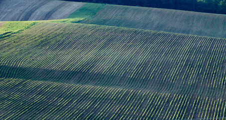 Obraz premium rolling green fields in early summer in Czech Moravia