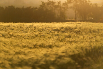 Obraz premium golden wheat field in sunset light