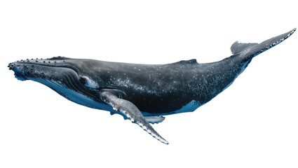 Humpback whale swimming detailed skin texture, white © Laura