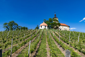 Fototapeta premium church in middle of a vineyard in Moravia
