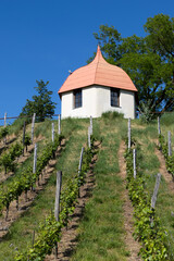 Fototapeta premium church in middle of a vineyard in Moravia
