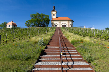 Fototapeta premium church in middle of a vineyard in Moravia