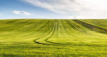Obraz premium rolling green fields in early summer in Czech Moravia