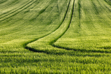 Obraz premium rolling green fields in early summer in Czech Moravia
