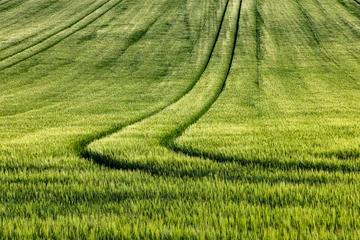 rolling green fields in early summer in Czech Moravia © Melinda Nagy