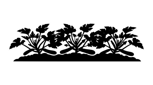 Black silhouette of zucchini plants growing in a garden row