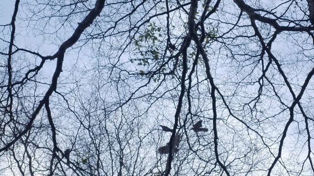 Bare tree silhouette with intricate branching pattern against pale blue moody winter sky viewed from below in urban park