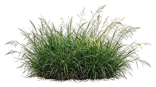Lush green grass clump with feathery seed heads clump of grass