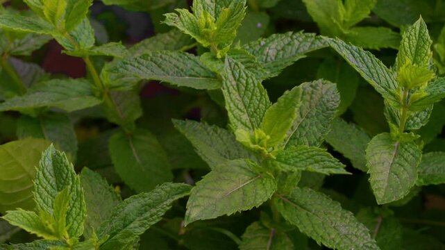 Mint leaves closeup background, fresh spearmint, peppermint plants growing and creating natural green pattern.
