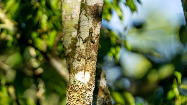 Draco volans (klarap) camouflaged on the tree. This animal is known as the flying gecko.