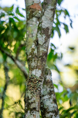 Obraz premium Draco volans (klarap) camouflaged on the tree. This animal is known as the flying gecko.